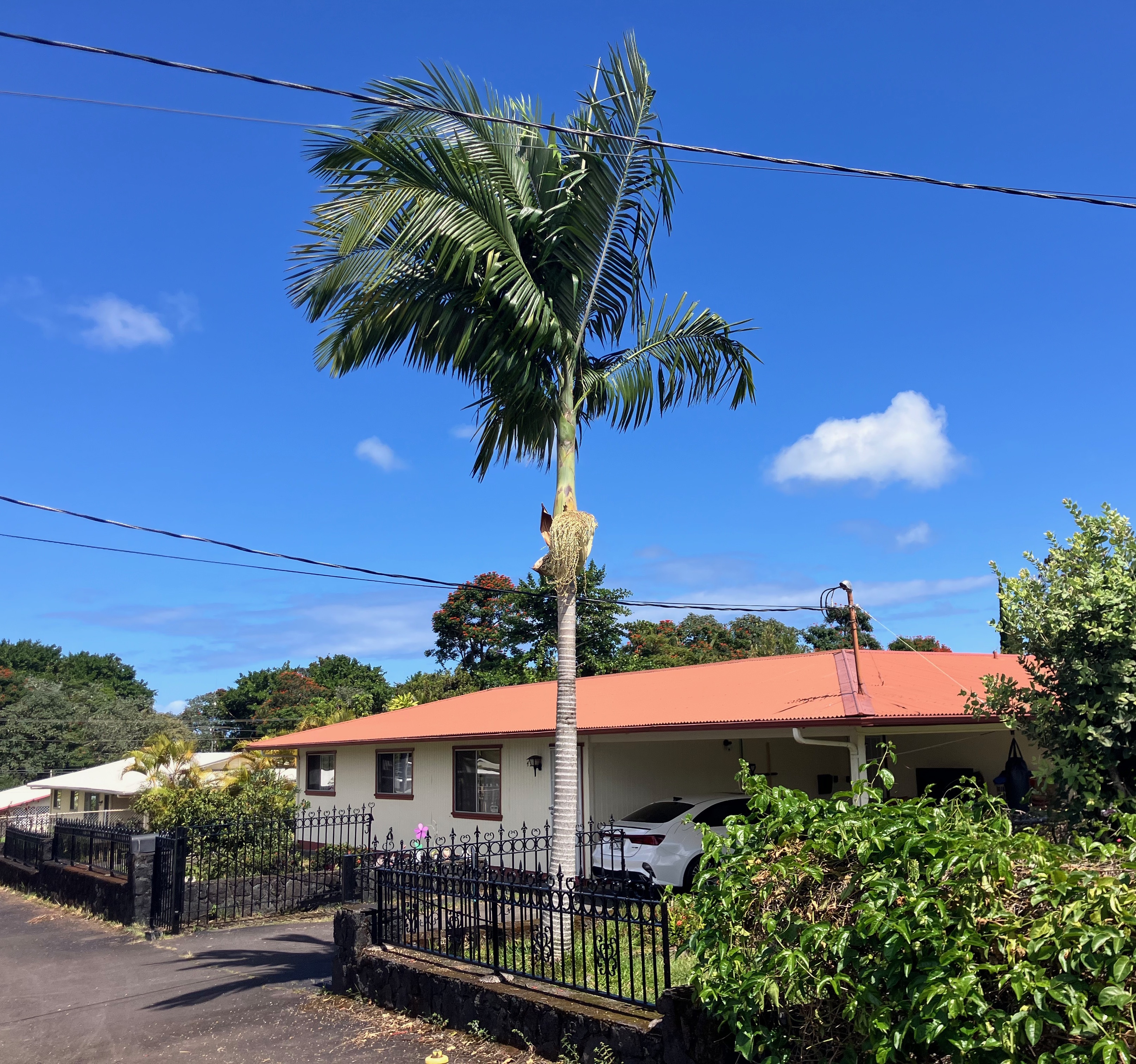 Property Photo:  49 Kuhilani St  HI 96720 