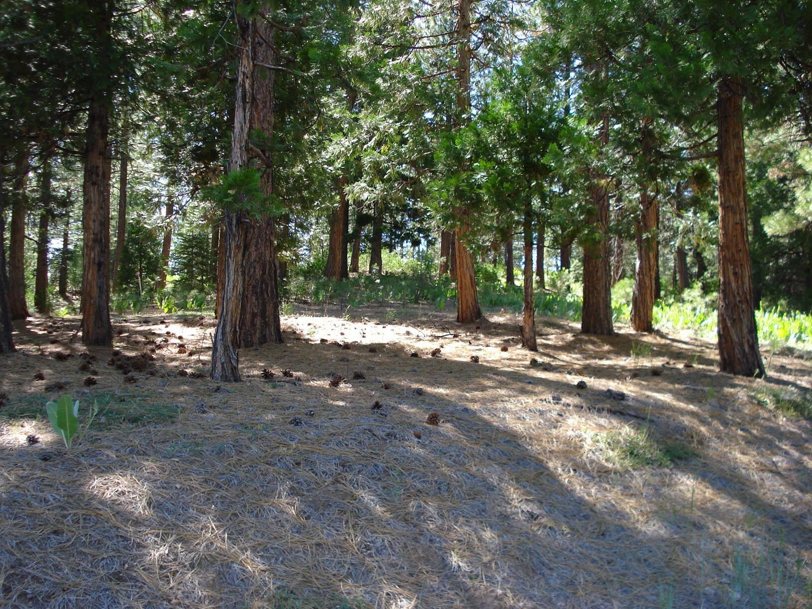 Property Photo:  43 Snowbush Way  CA 96122 