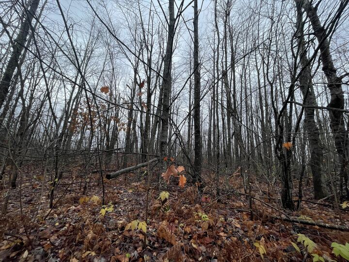 Property Photo:  Lot 46 Louise Drive  MI 49730 