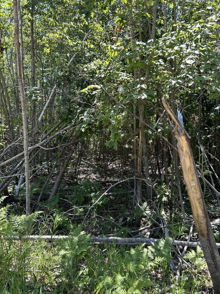 Property Photo:  Parcel C Woodmansee Road  MI 49721