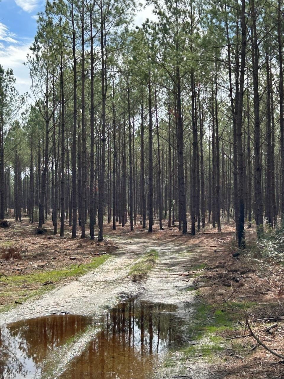 Property Photo: Tract 4 Lloyd Walker Road TX 75949