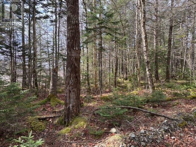 Property Photo:  Lots Margo Road  NS B0W 1M0 