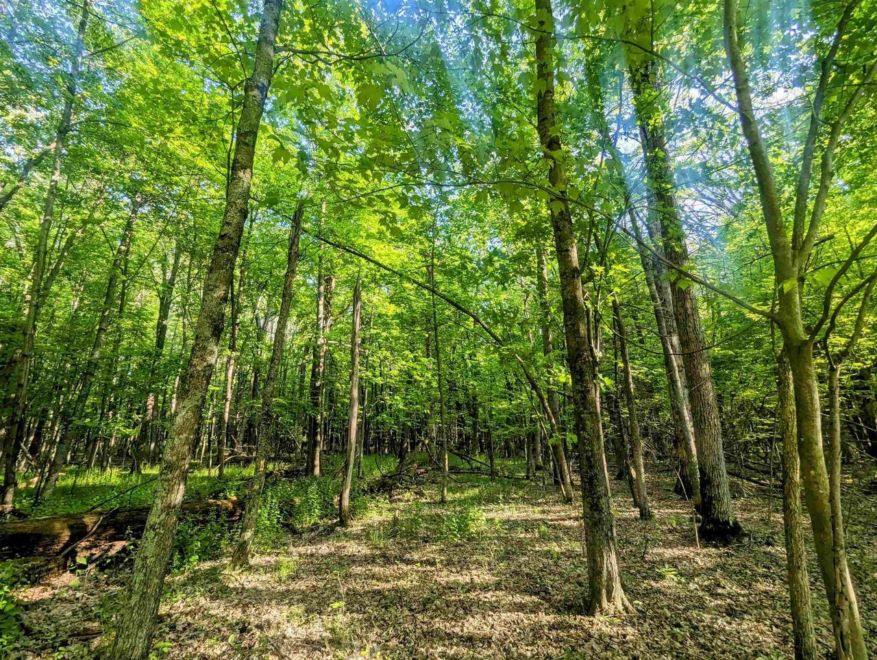 Property Photo: 0 South Badger Lane WI 54613