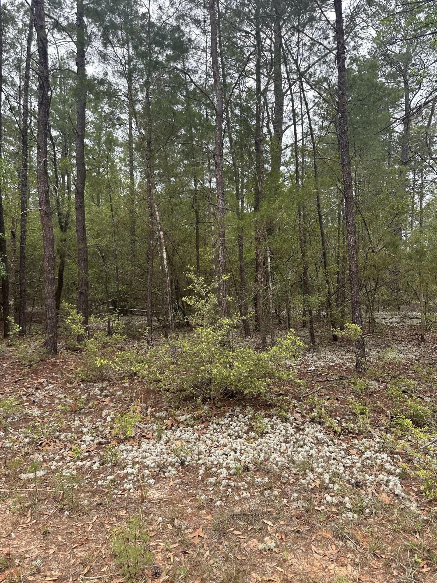 Property Photo: Lot 12 &13 Jonquil East Avenue FL 32433