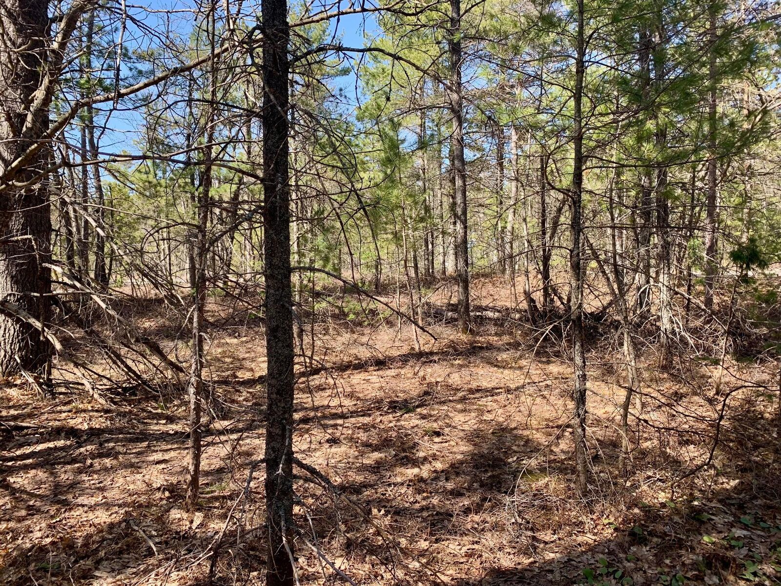 Property Photo:  Tbd W Vermillion Rd  MI 49768 