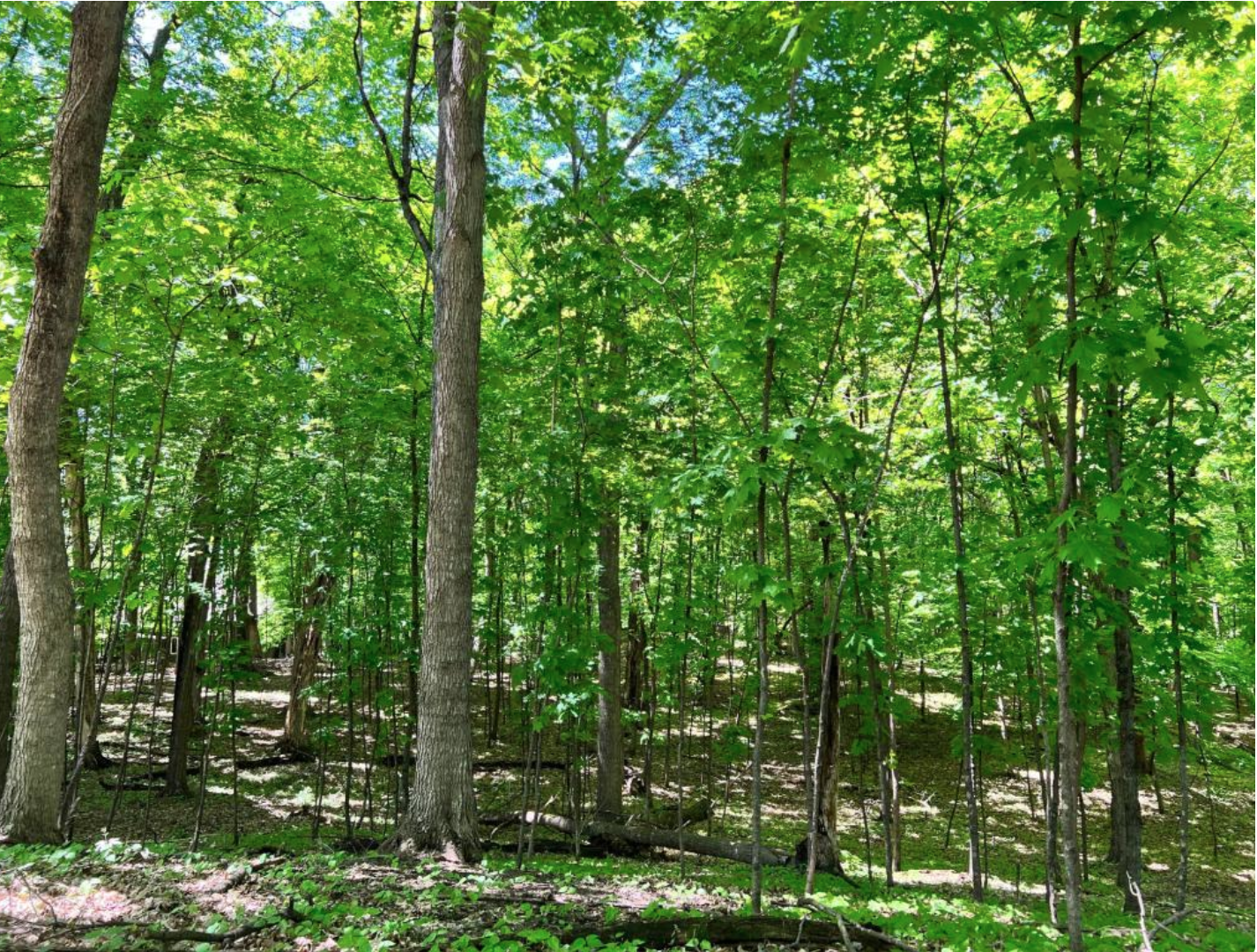 Property Photo: 621 Fox Hill Drive MN 55317