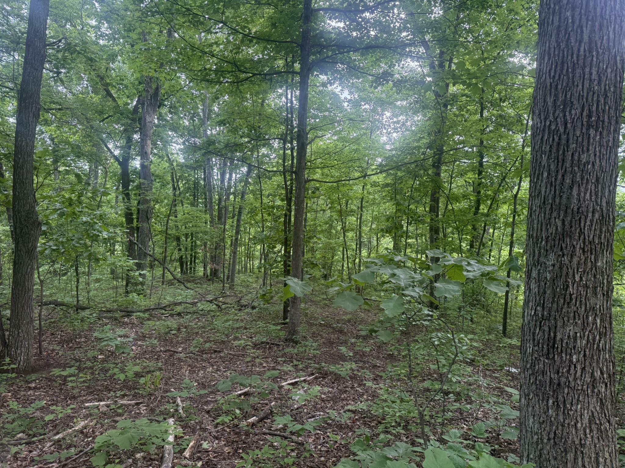 Property Photo: 169 Greasy Ridge KY 41171