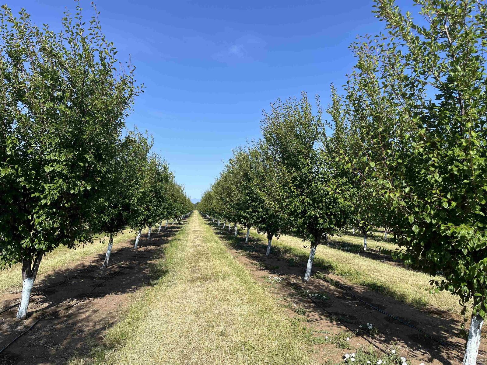 Property Photo:  0 Volcano Way Hogsback Road  CA 96080 