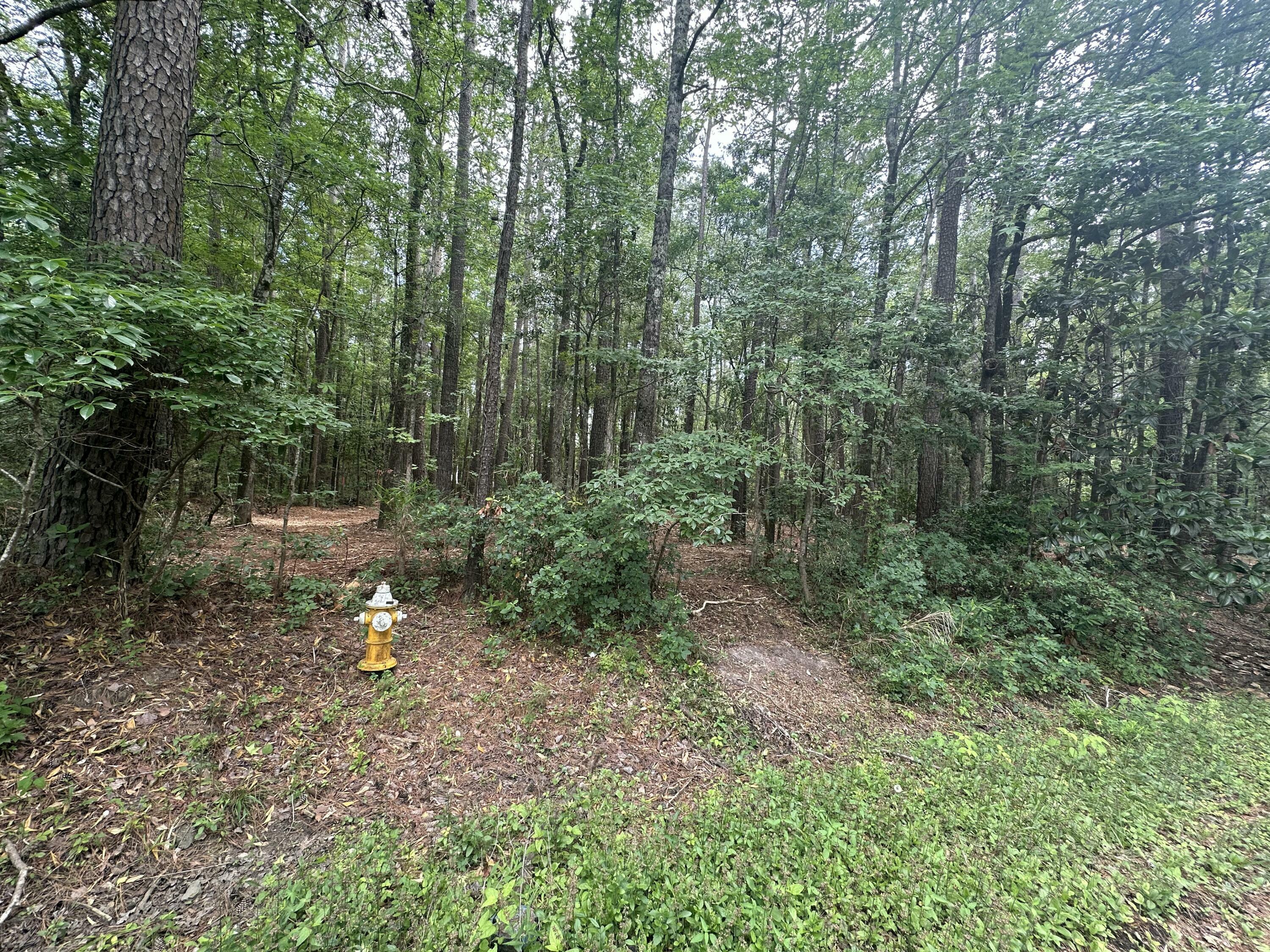 Property Photo: 103 Caveson Drive SC 29483