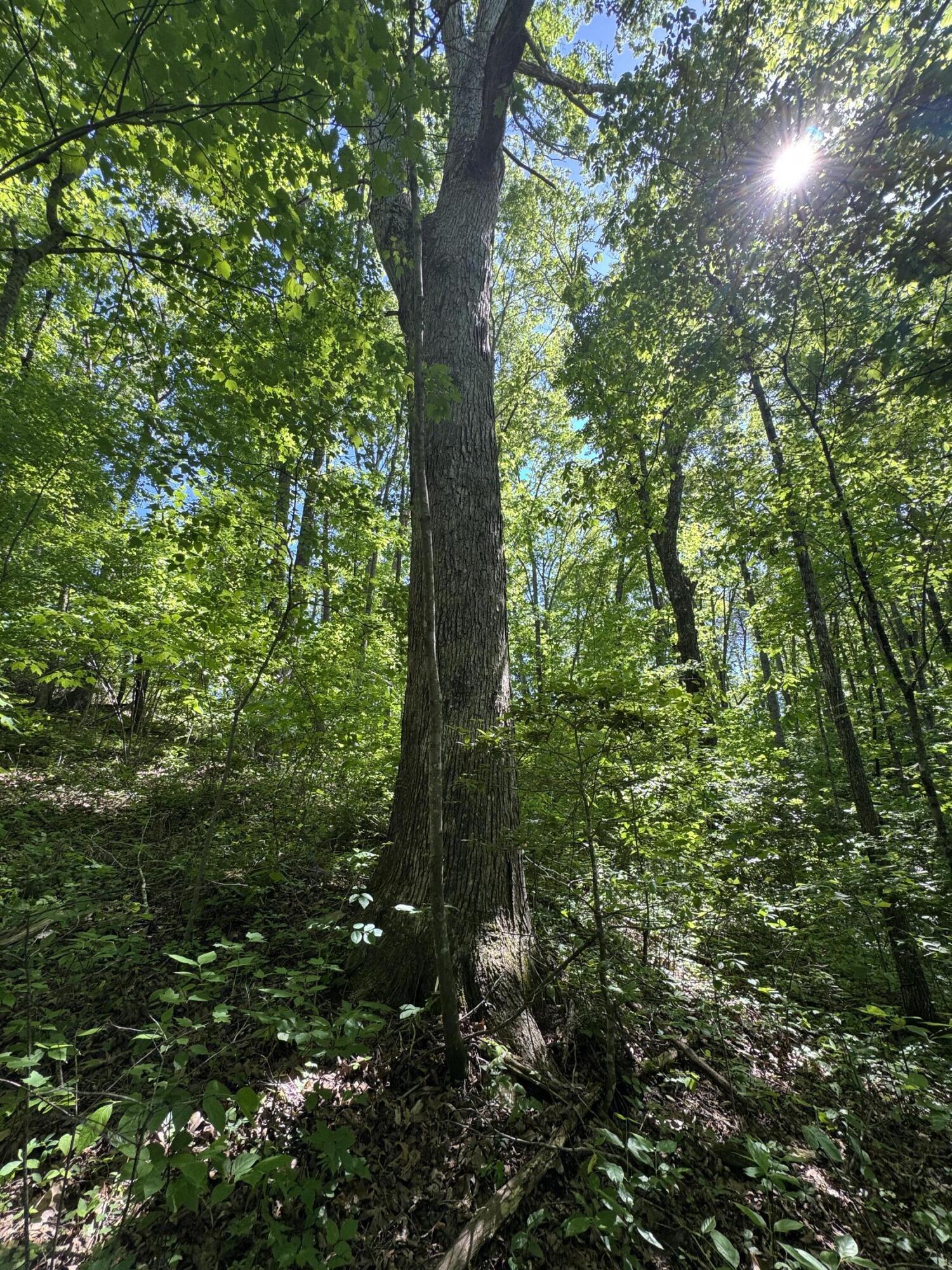 Property Photo: 5.88 Main Street TN 37365