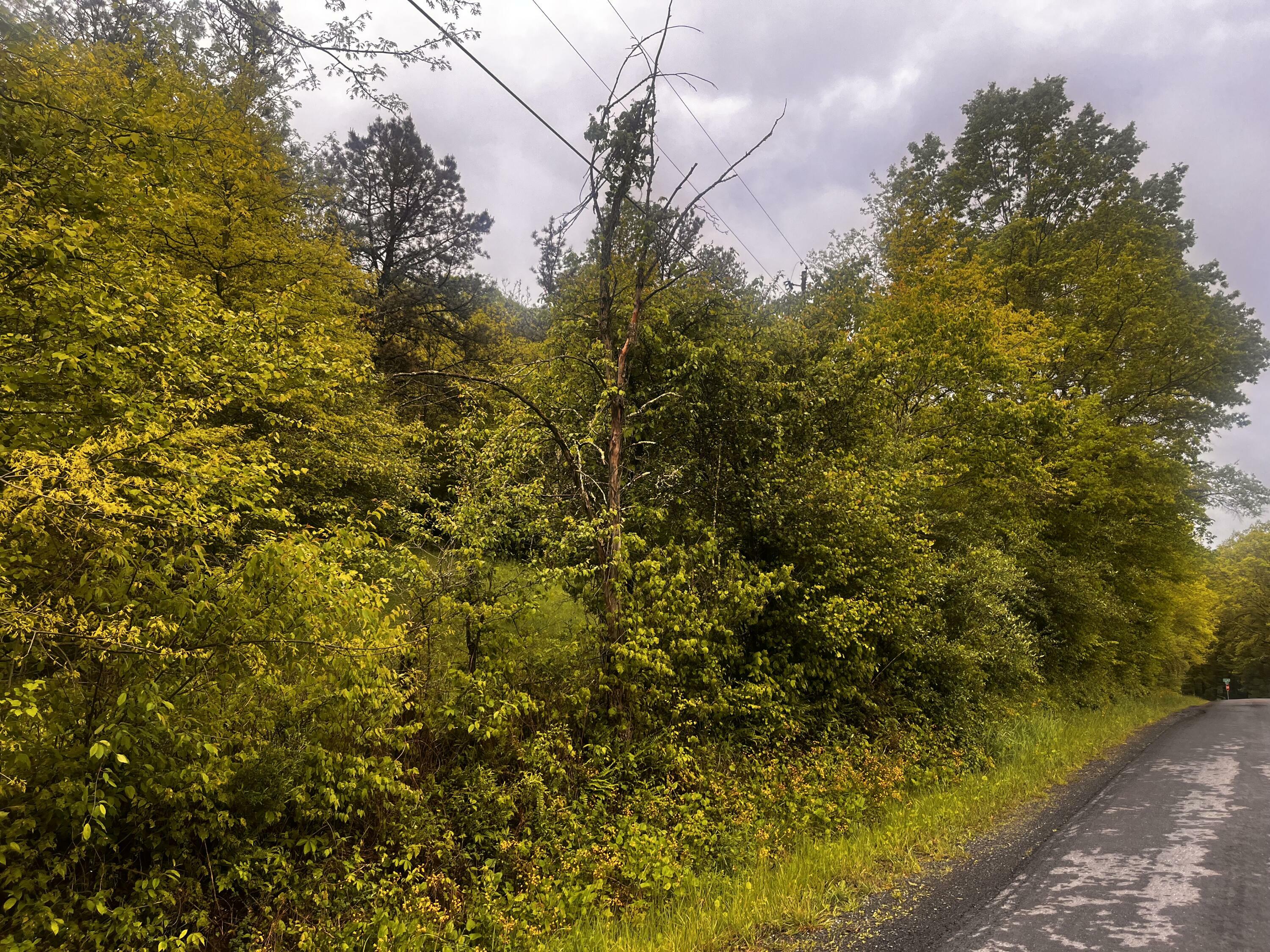 Property Photo:  323 Meadow Mountain Rd  WV 24931 