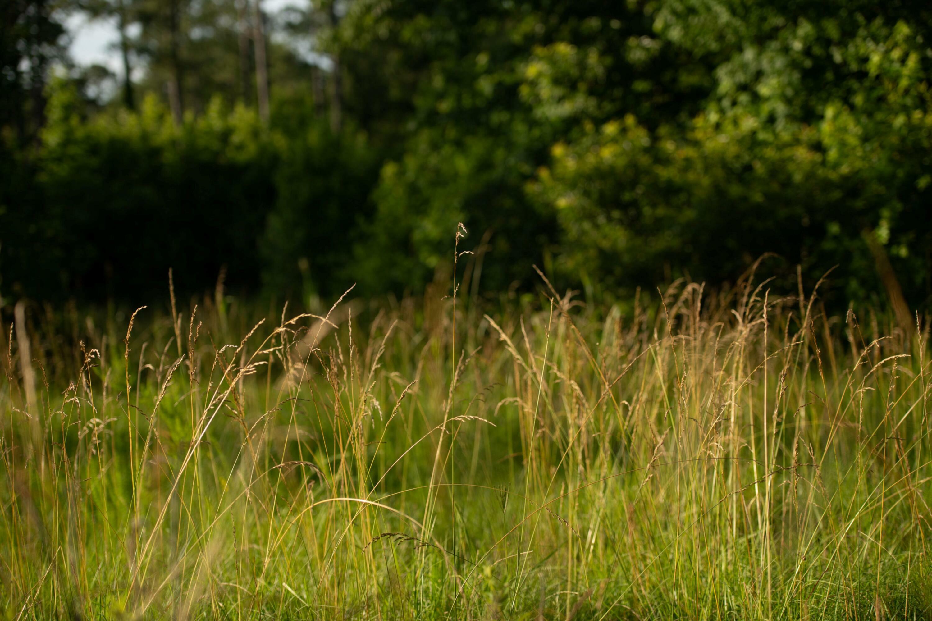 Property Photo: 2719 NE Silas Mercer Road GA 30631