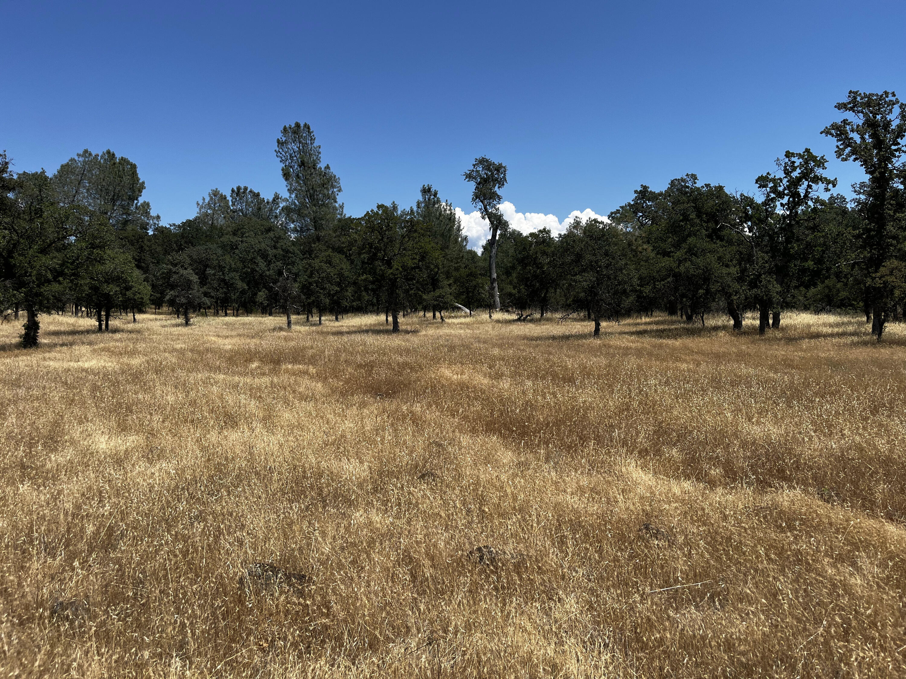 Property Photo:  Wilson Hill Road  CA 96059 