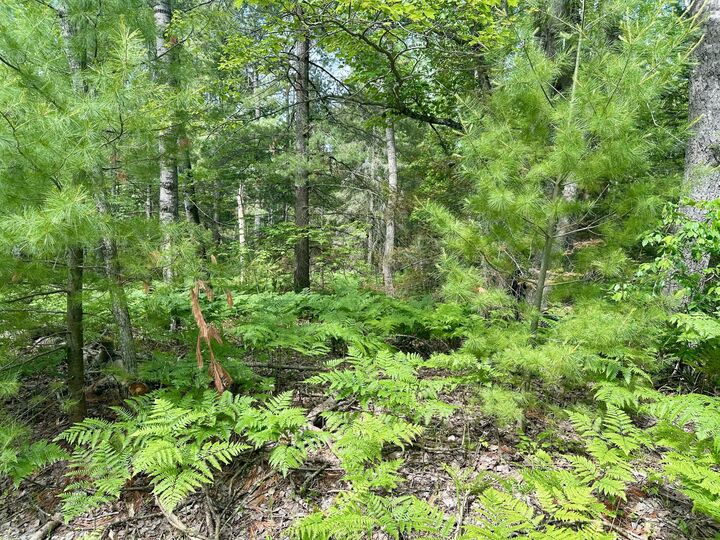 14560 E Shoreline Drive  Wolverine MI 49799 photo