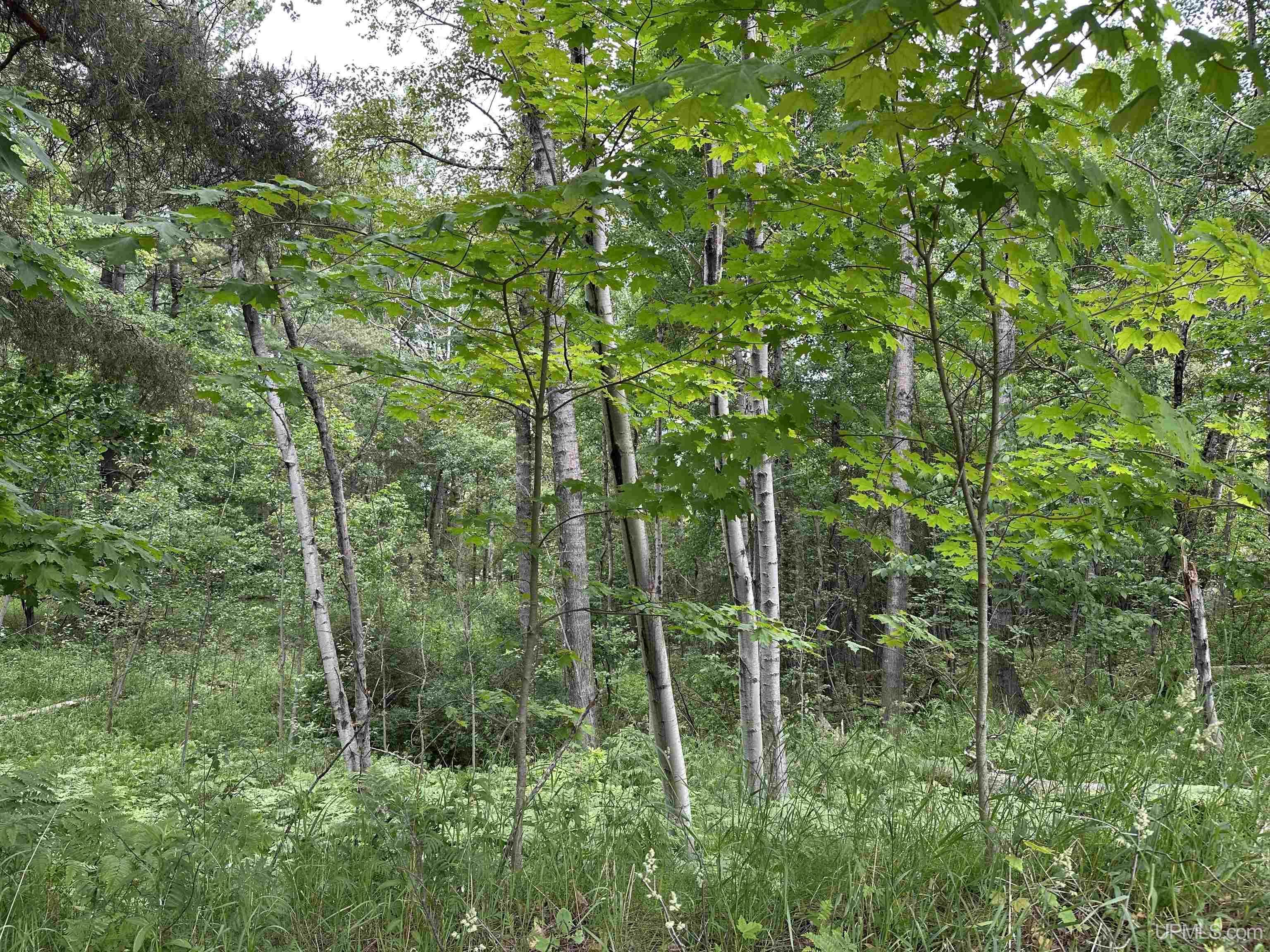 Property Photo:  713 Grove Street  MI 49855 