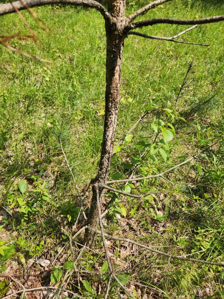 Property Photo: 0 Greenbush Rd NY 14838