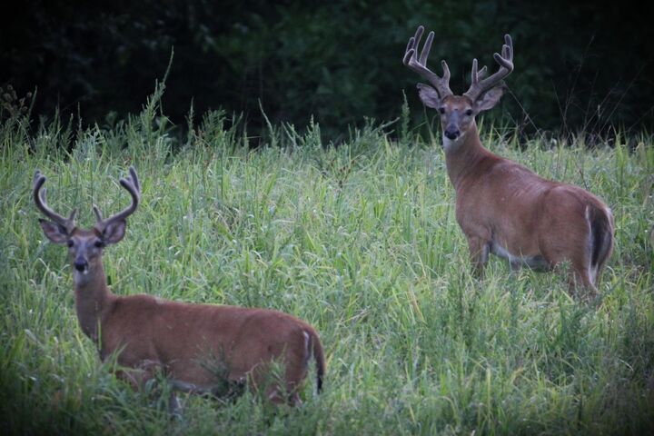 Property Photo:  420 Strawberry River Road  AR 72565 