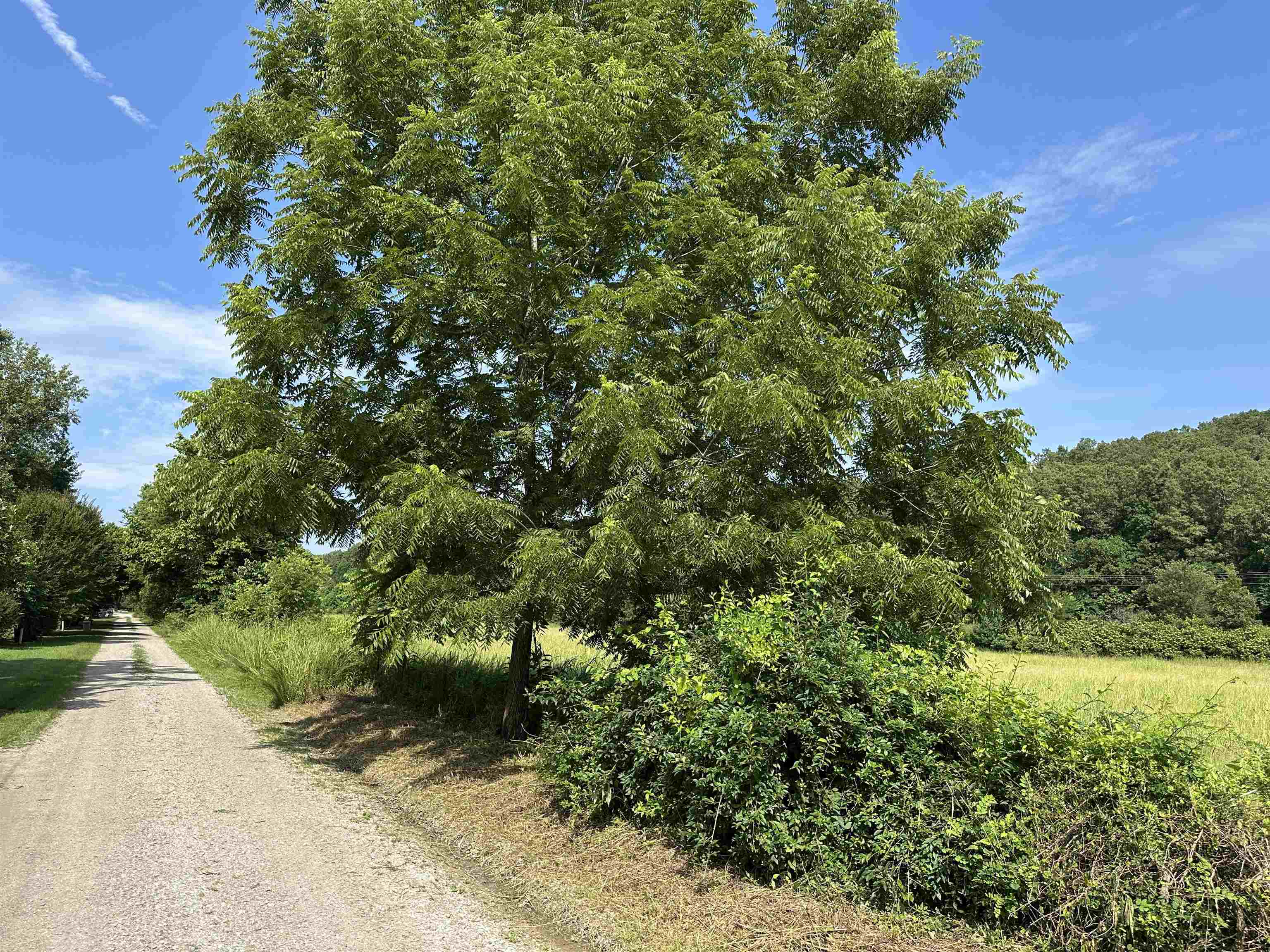 Property Photo: 000 Denton Ferry Road AR 72626