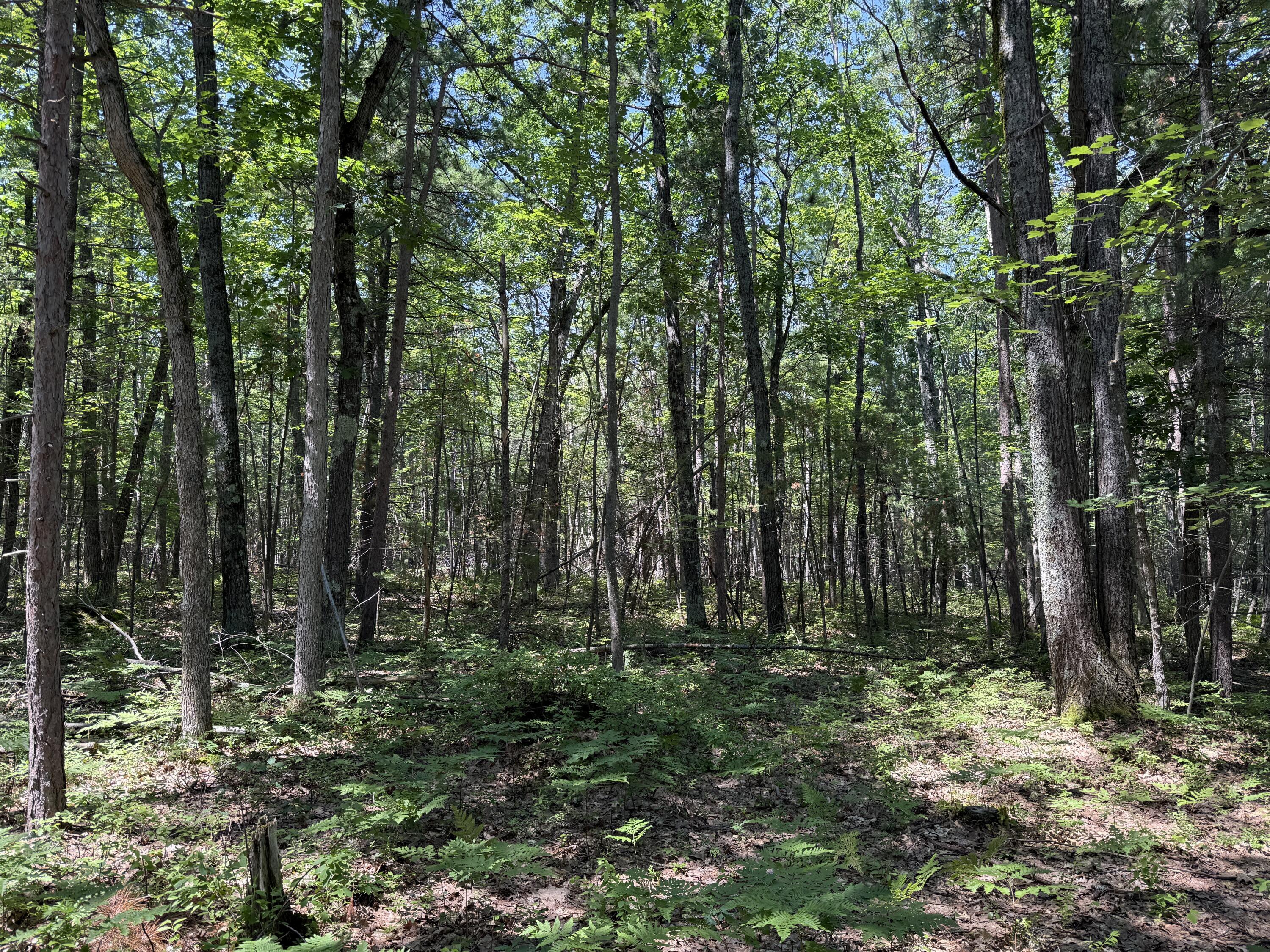 Property Photo: 6287 Waubun Road MI 49749
