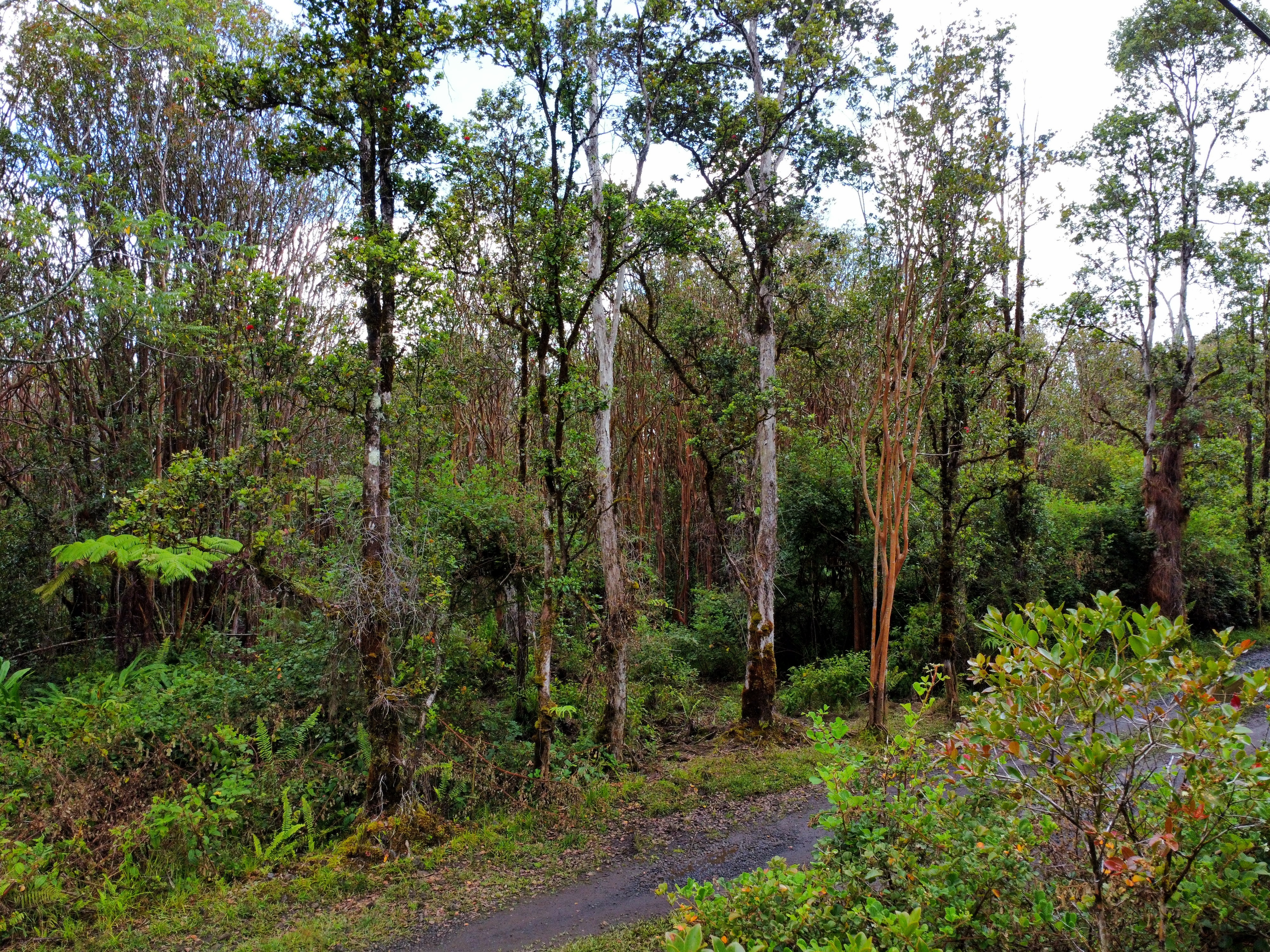 Road 9  Volcano HI 96785 photo