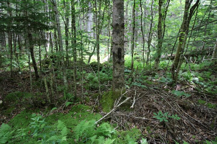 Property Photo:  Lot 1 Birch Road Branch  NS B0H 1N0 