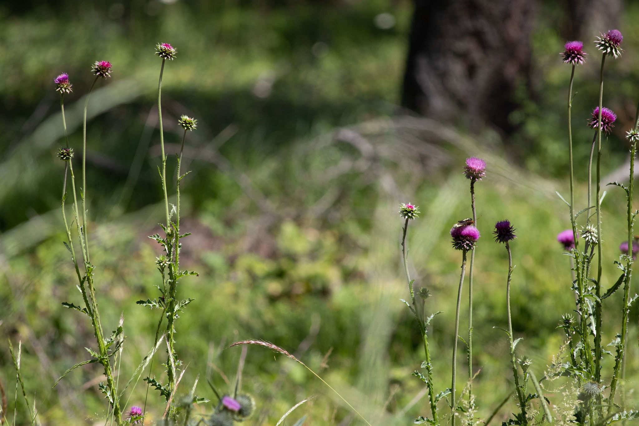 Property Photo:  316 Sandalwood Lane Lot 3  MT 59937 
