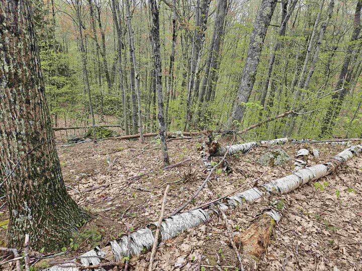 Property Photo: Lot 123 Paulsen Circle NH 03765