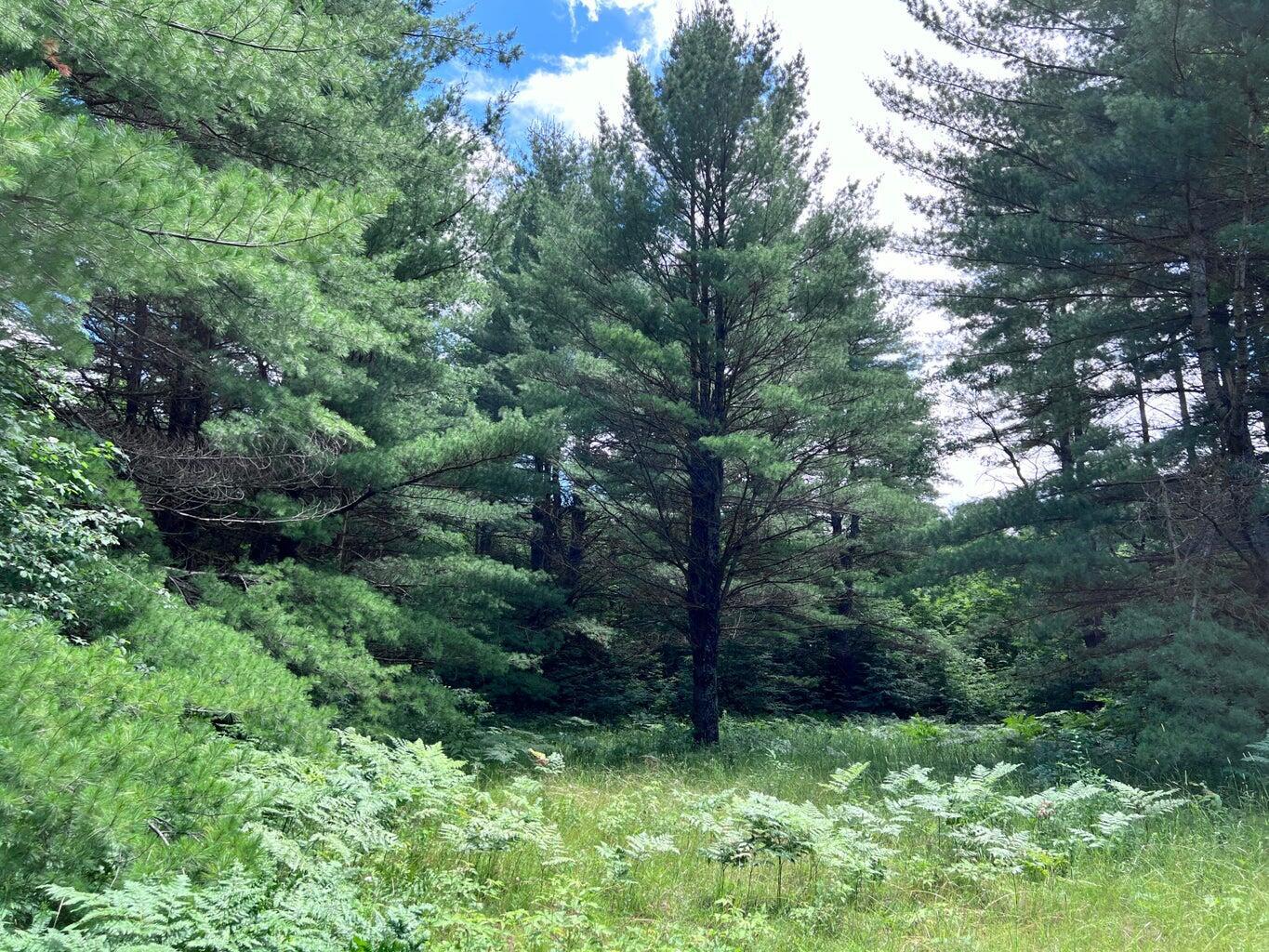 Property Photo: Tittabawassee Trail MI 49735