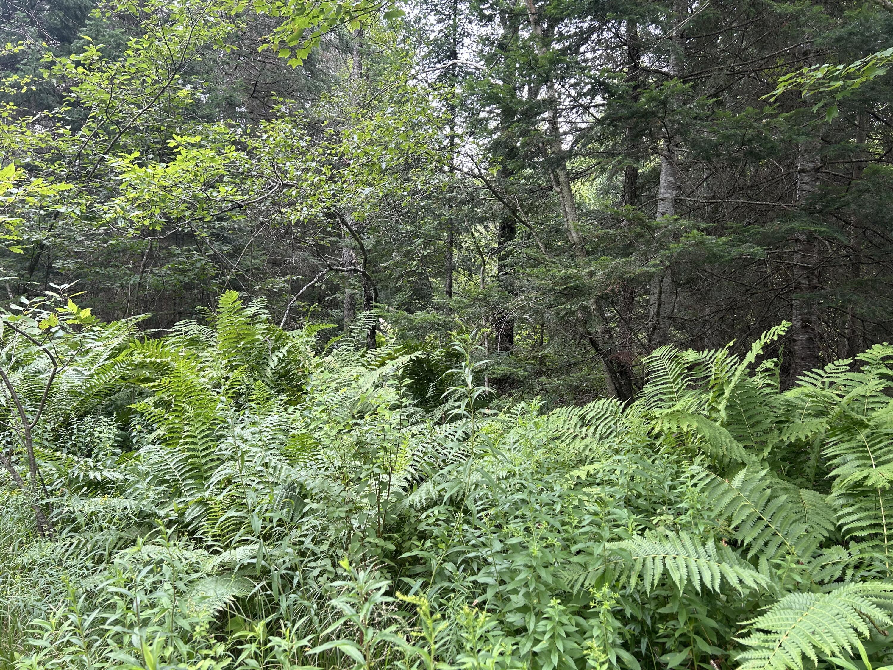 Property Photo:  0 State Route 3  NY 12981 
