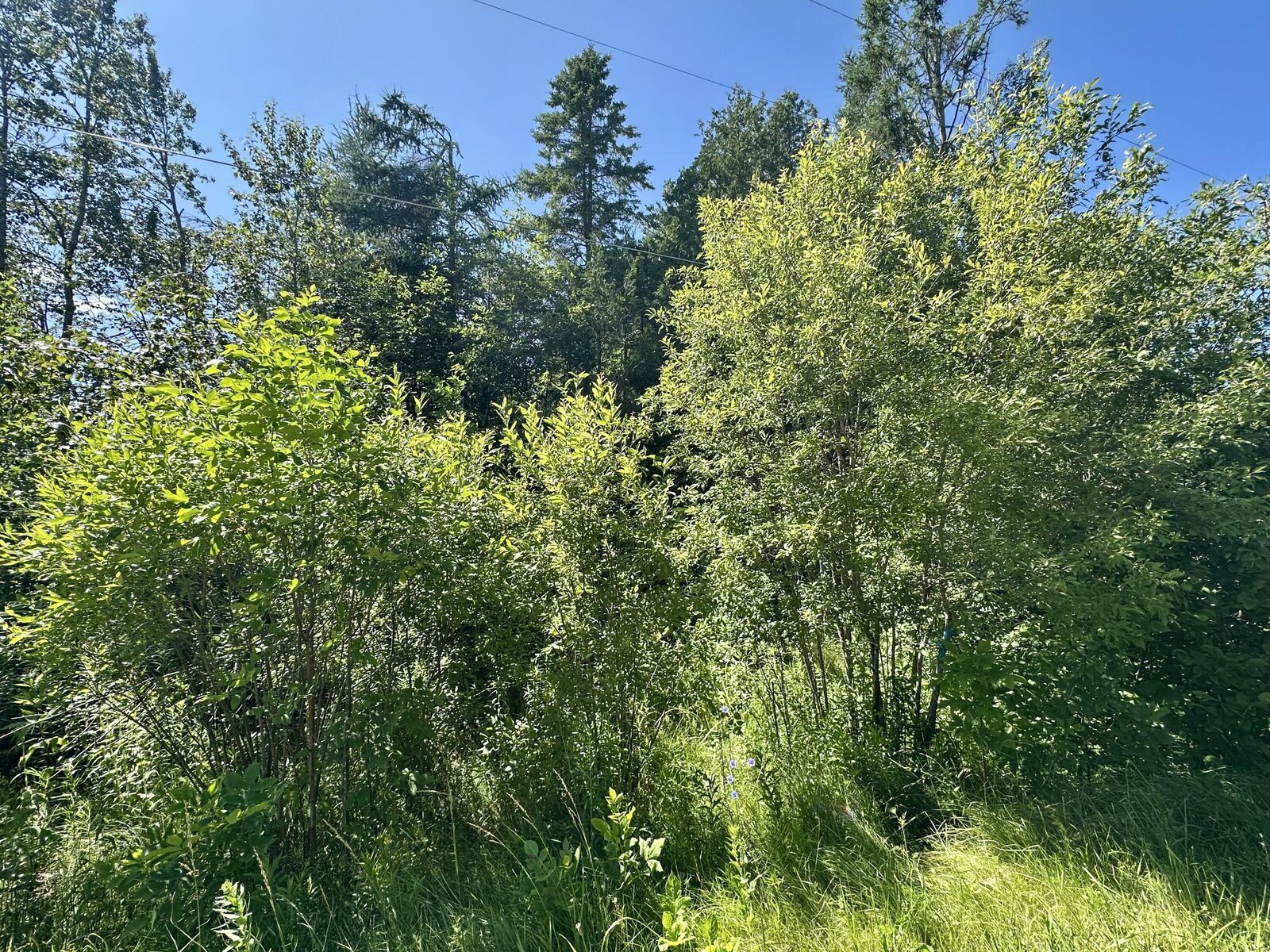 Property Photo:  14371 Stoney Pointe Road  MI 49721 