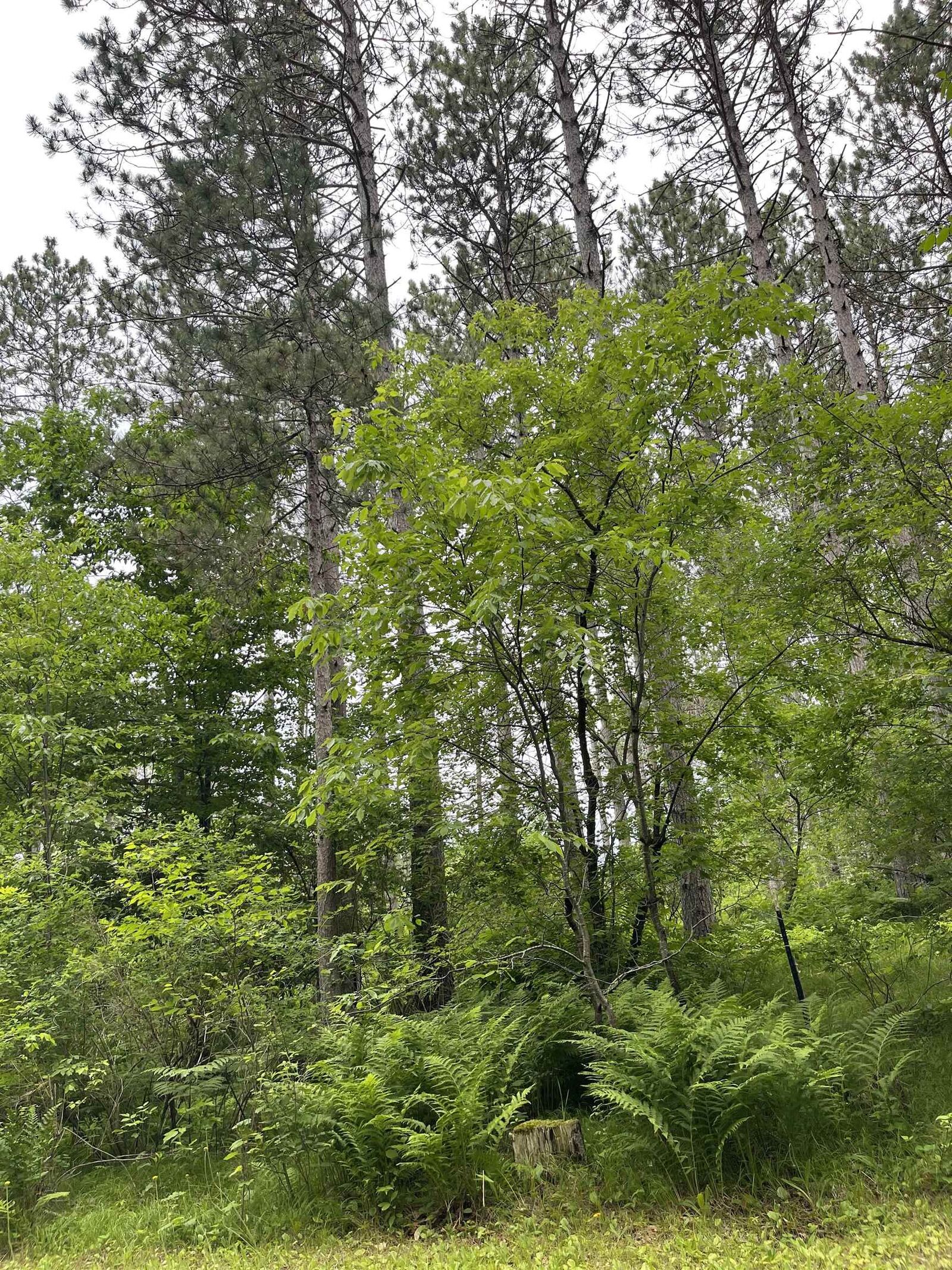 Property Photo: Burnt Pine Road 1 WI 54138