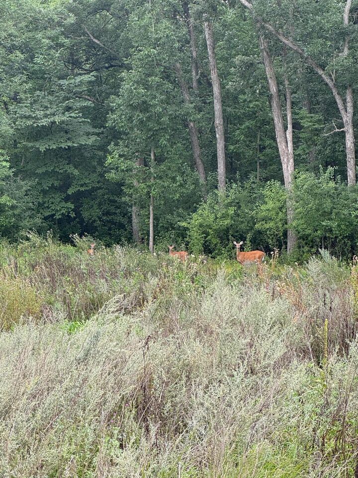 Property Photo:  Tbd N Fox Lake Lane  MN 56501 