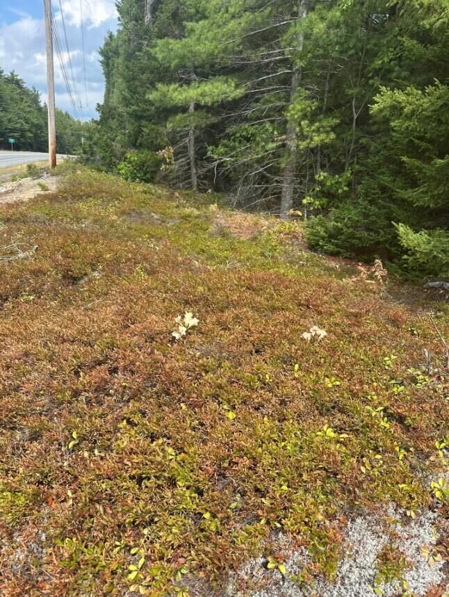 Property Photo:  0 Route 1- 0 Gouldsboro Point Road  ME 04607 