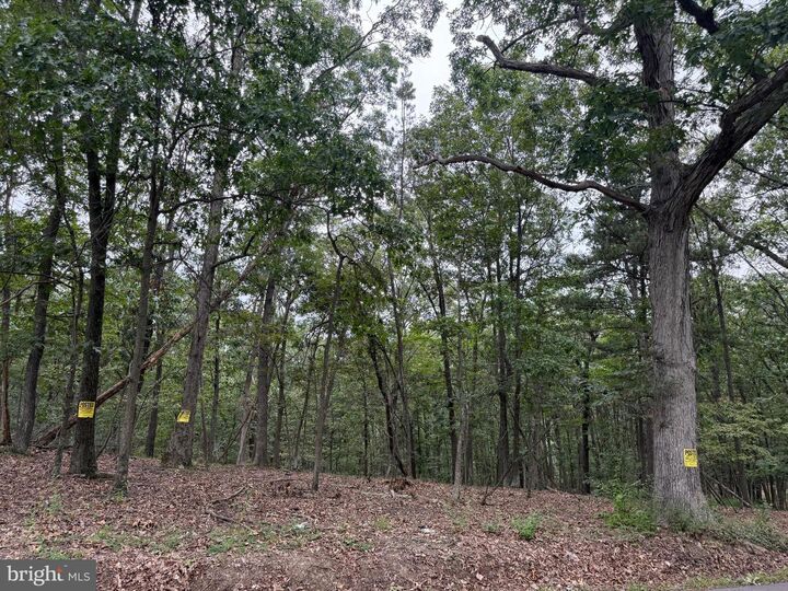 40.15 Acres Middle Ridge Road  Romney WV 26757 photo