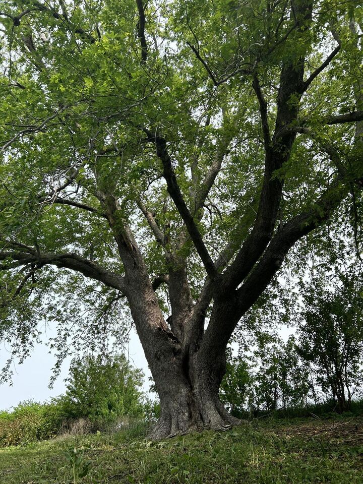 Property Photo:  28076 690 Avenue  IA 50056 