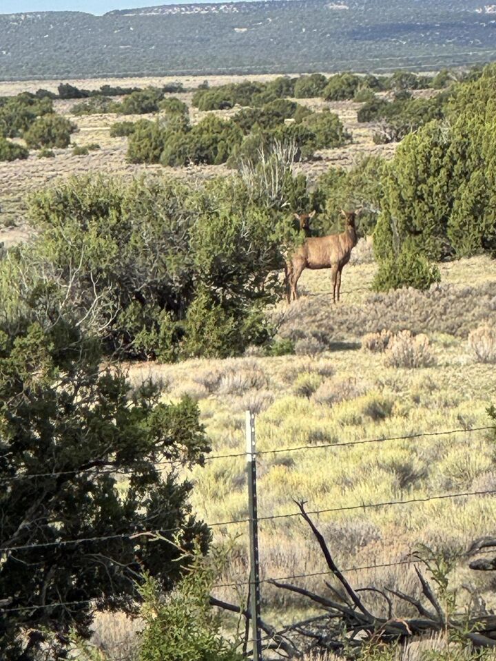Property Photo: Lot 130 Jolly Time Lane NM 87315