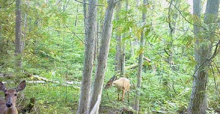 Property Photo: US 23 Hwy MI 49721