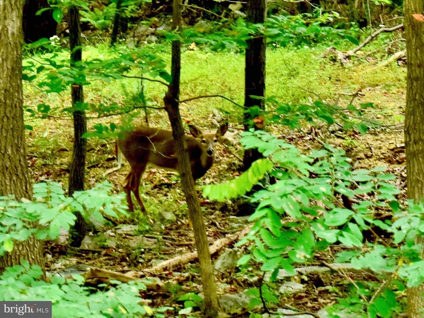 Property Photo: Fox Trail Lot 5A VA 22602