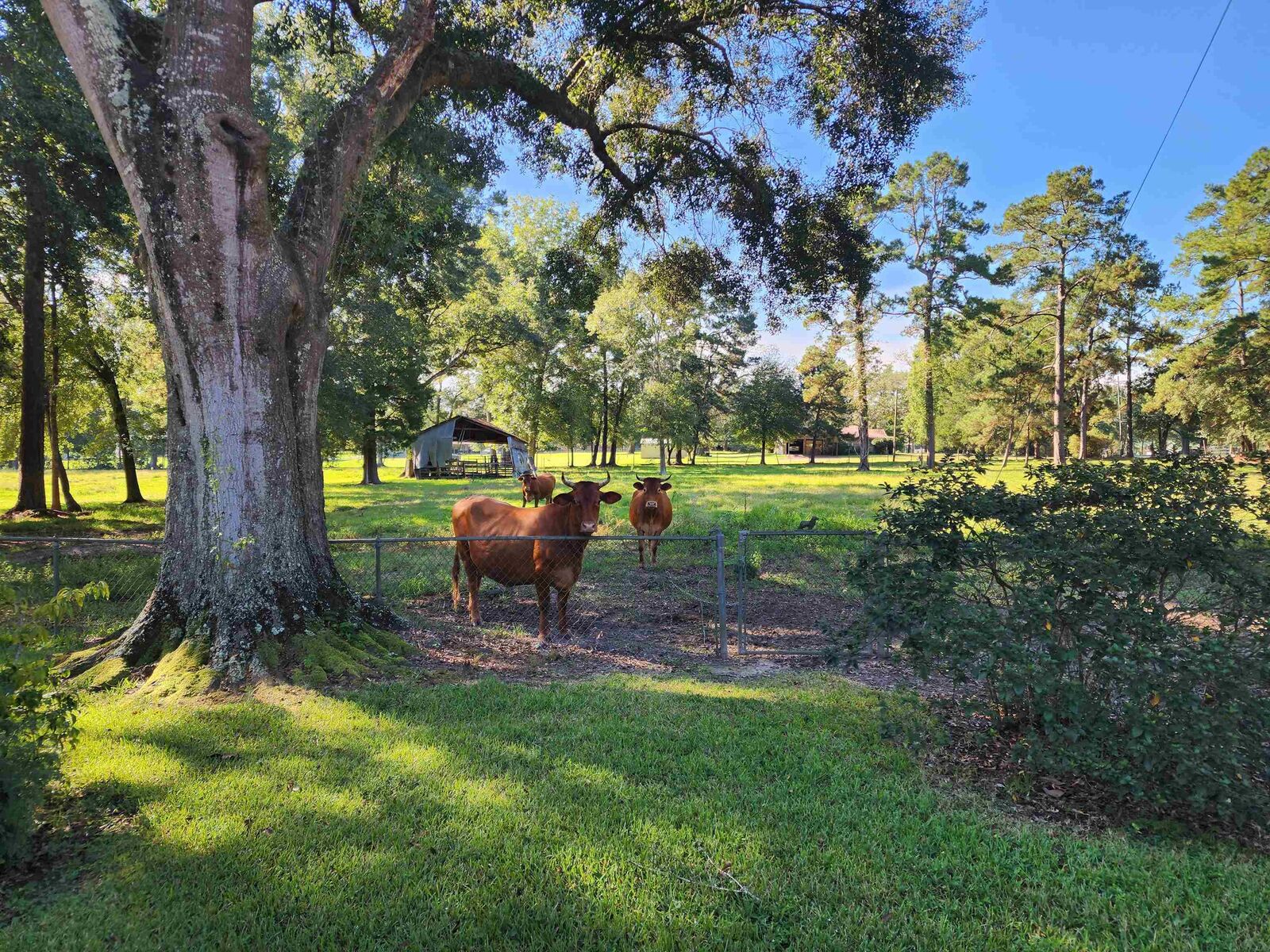 Property Photo:  1238 Hayes Road  TX 77656 