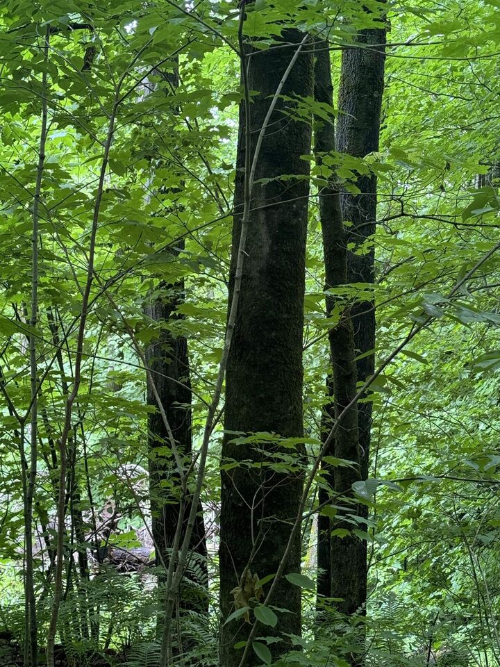 Property Photo: 680 Deming Road VT 05450