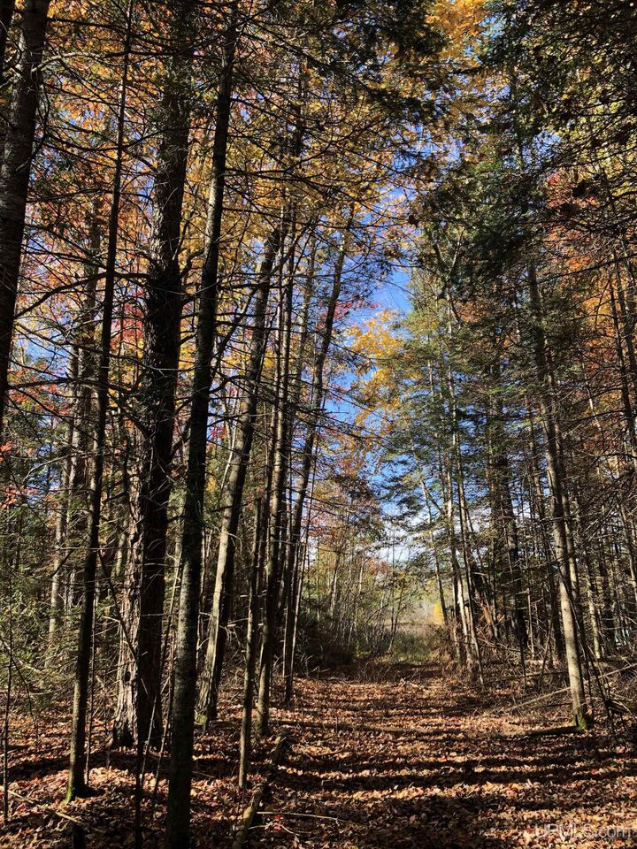 Property Photo: 260 N Beauyan Lake Drive MI 49833