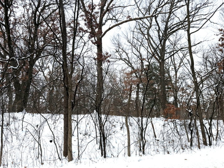 Property Photo:  377 Totem Road  MN 55119 