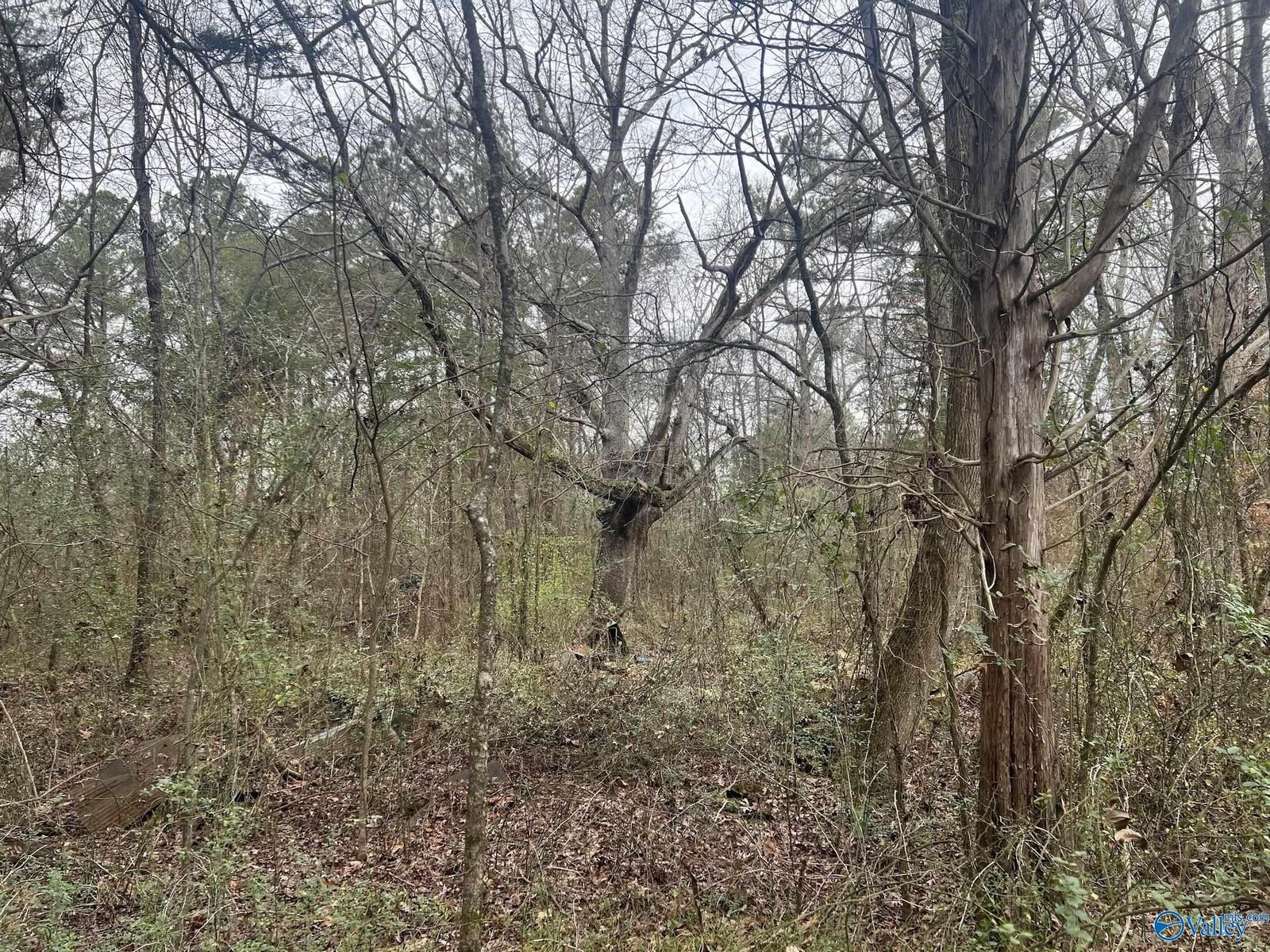 Property Photo: 123 Hitt Road AL 35603