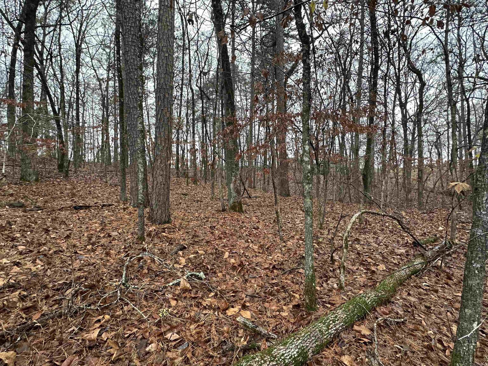 Property Photo: Tbd Dogwood Trail AR 72015