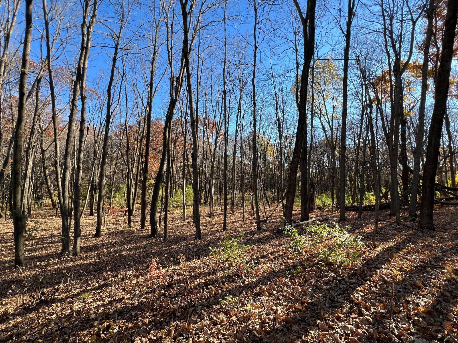 Property Photo: Tbd 90th Street E MN 55057