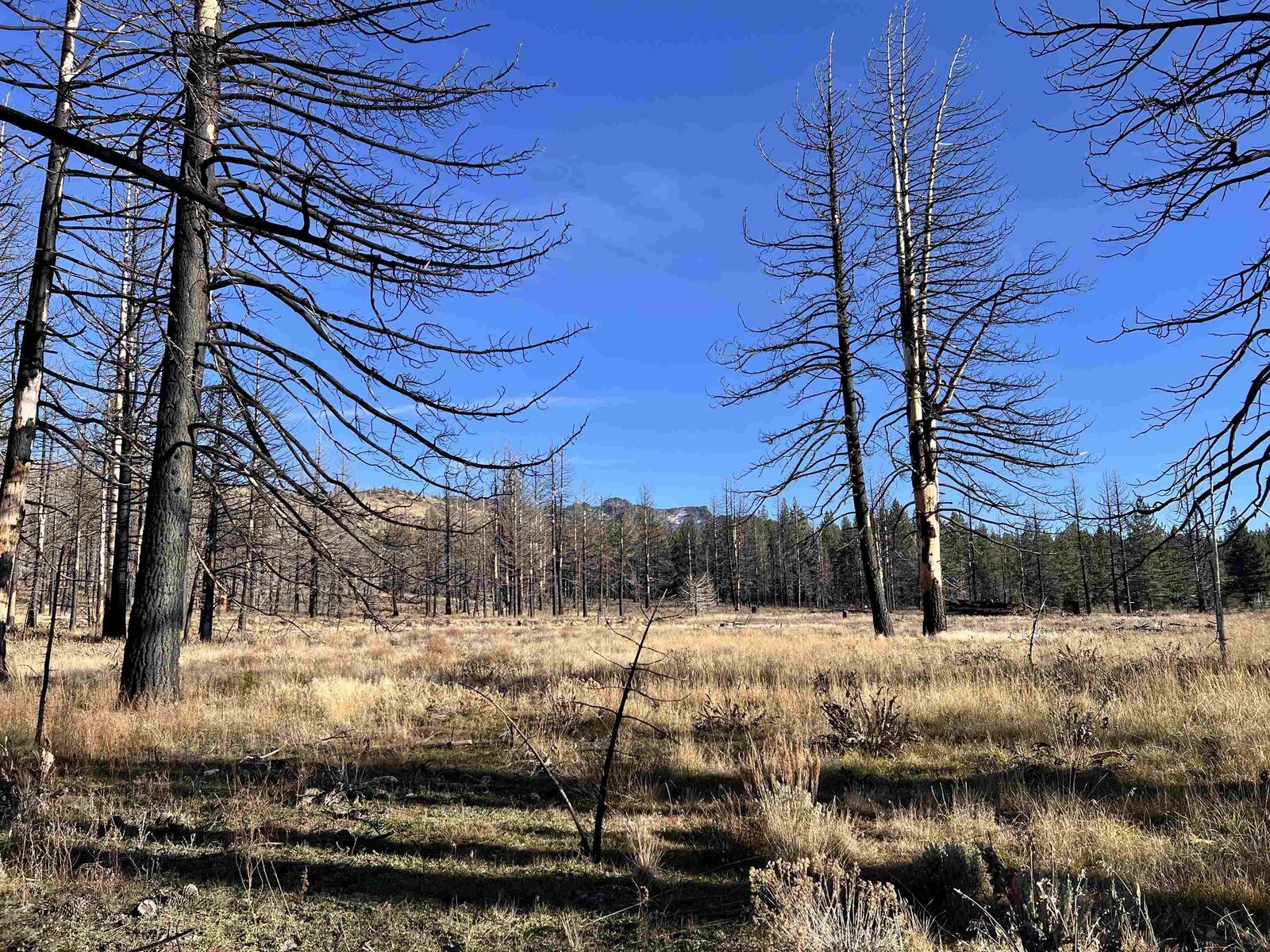 Property Photo:  10069 Dixie Valley Road  CA 96105 