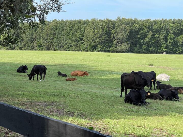 Property Photo:  8089 SE 174th Belhaven Loop  FL 32162 