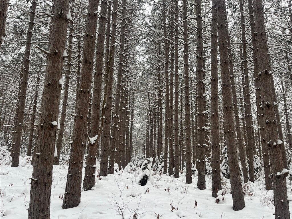 Property Photo:  29931 Minerva Road  WI 54830 