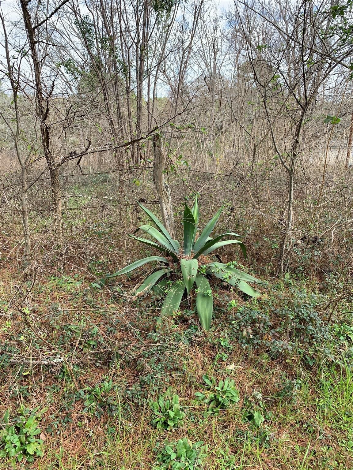 Property Photo:  373 Johnson Road  TX 77320 