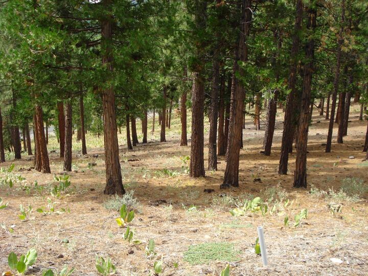 Property Photo:  307 Big Cedar Lane  CA 96122 